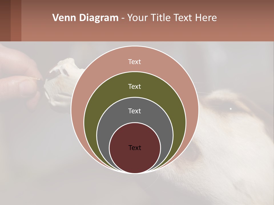 A Person Feeding A Dog A Piece Of Food PowerPoint Template