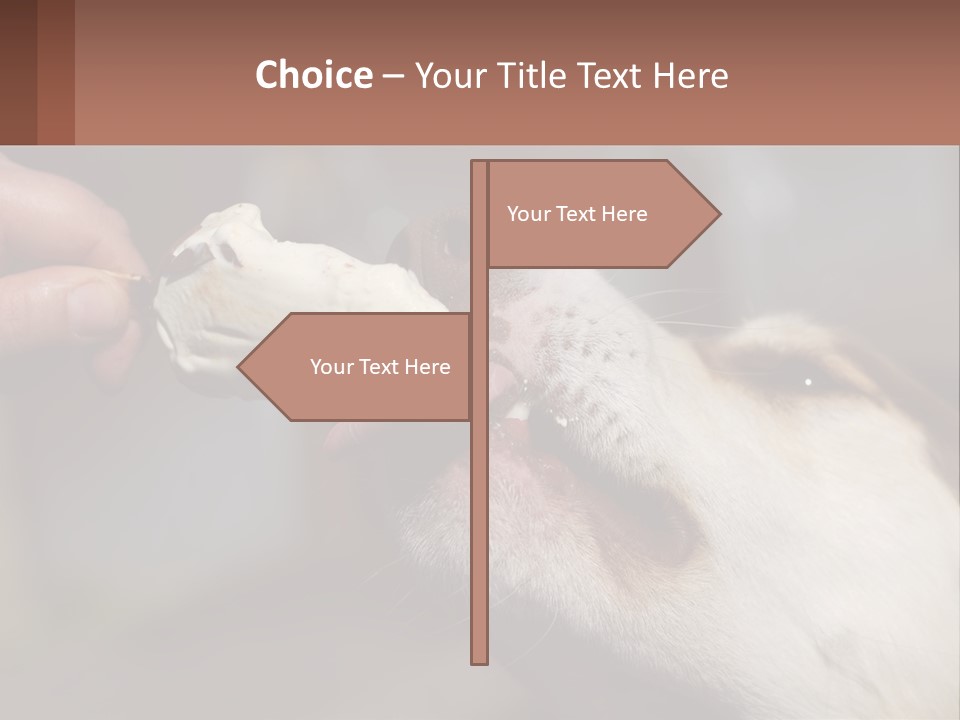 A Person Feeding A Dog A Piece Of Food PowerPoint Template