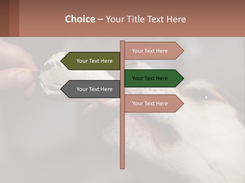 A Person Feeding A Dog A Piece Of Food PowerPoint Template