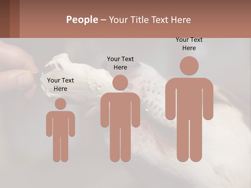 A Person Feeding A Dog A Piece Of Food PowerPoint Template