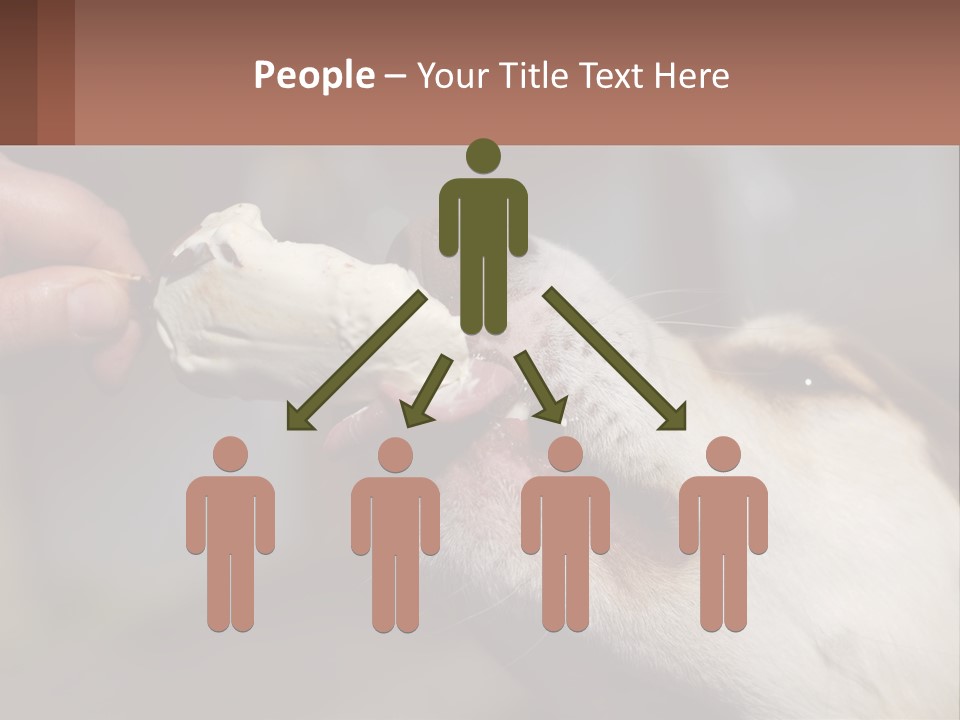 A Person Feeding A Dog A Piece Of Food PowerPoint Template