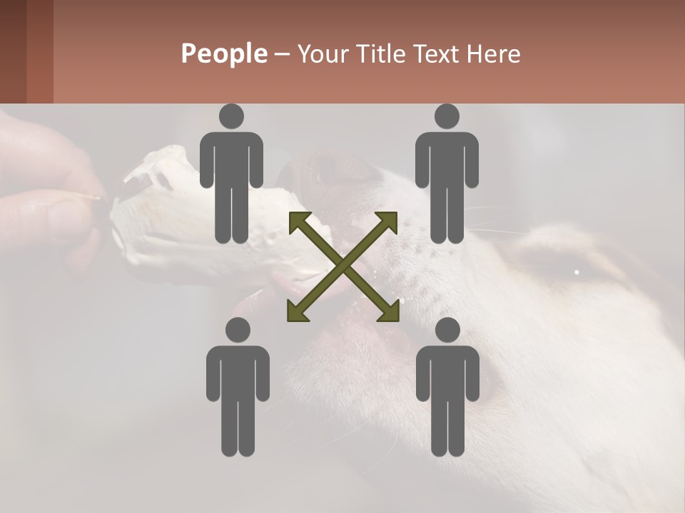 A Person Feeding A Dog A Piece Of Food PowerPoint Template