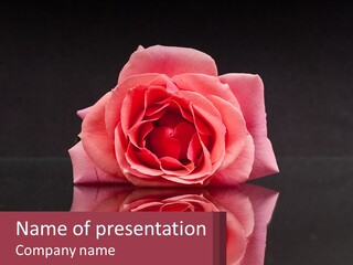 A Pink Rose On A Black Background With A Reflection PowerPoint Template