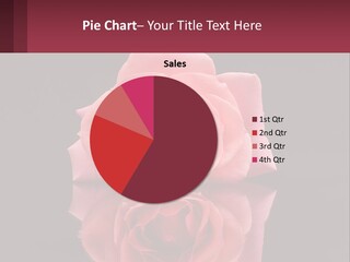 A Pink Rose On A Black Background With A Reflection PowerPoint Template