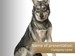 A Dog Sitting Down With A White Background PowerPoint Template