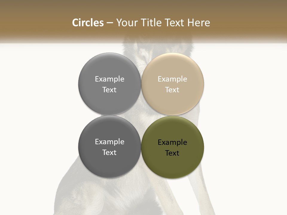 A Dog Sitting Down With A White Background PowerPoint Template