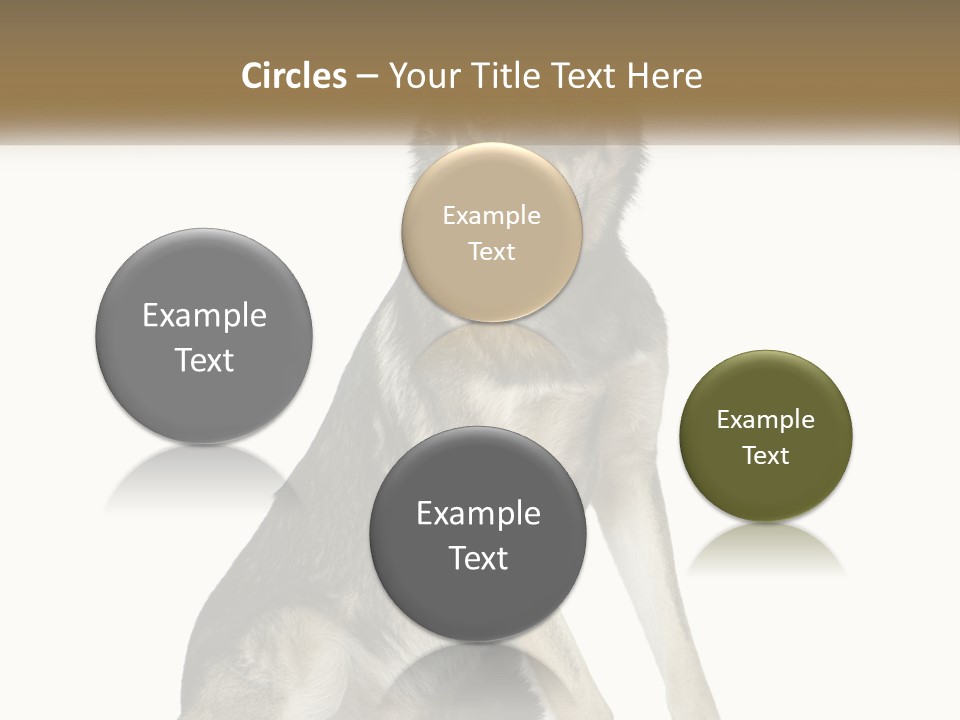 A Dog Sitting Down With A White Background PowerPoint Template