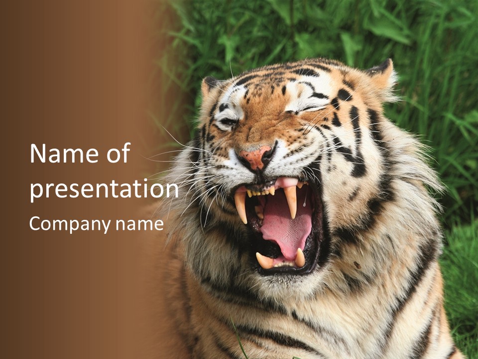A Tiger With Its Mouth Open And It's Mouth Wide Open PowerPoint Template