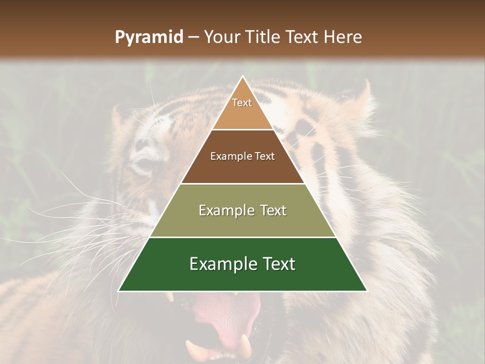 A Tiger With Its Mouth Open And It's Mouth Wide Open PowerPoint Template