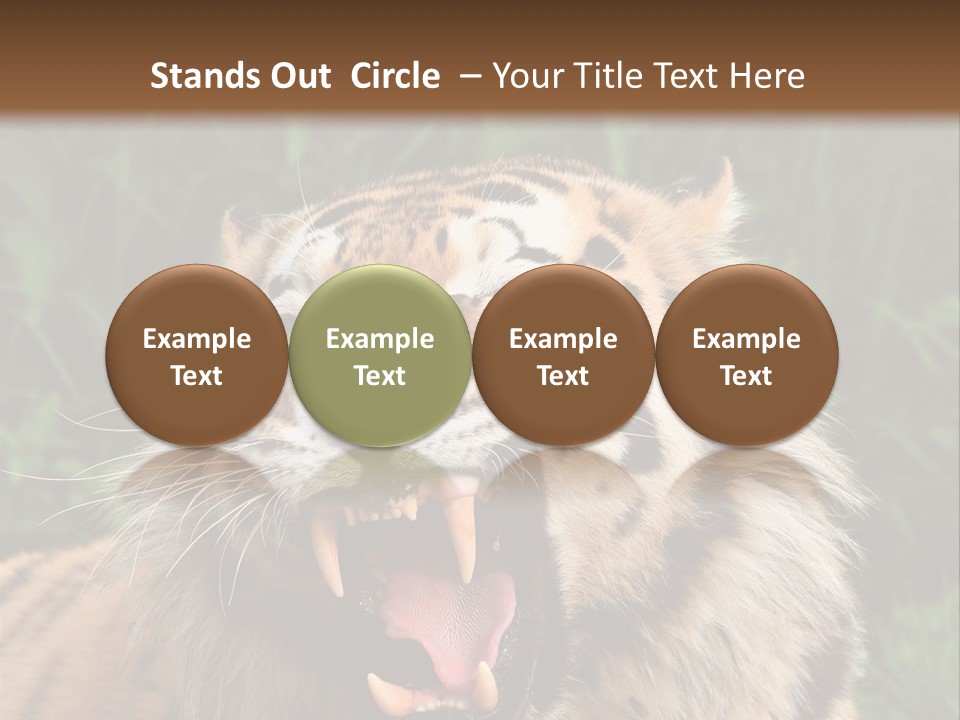 A Tiger With Its Mouth Open And It's Mouth Wide Open PowerPoint Template