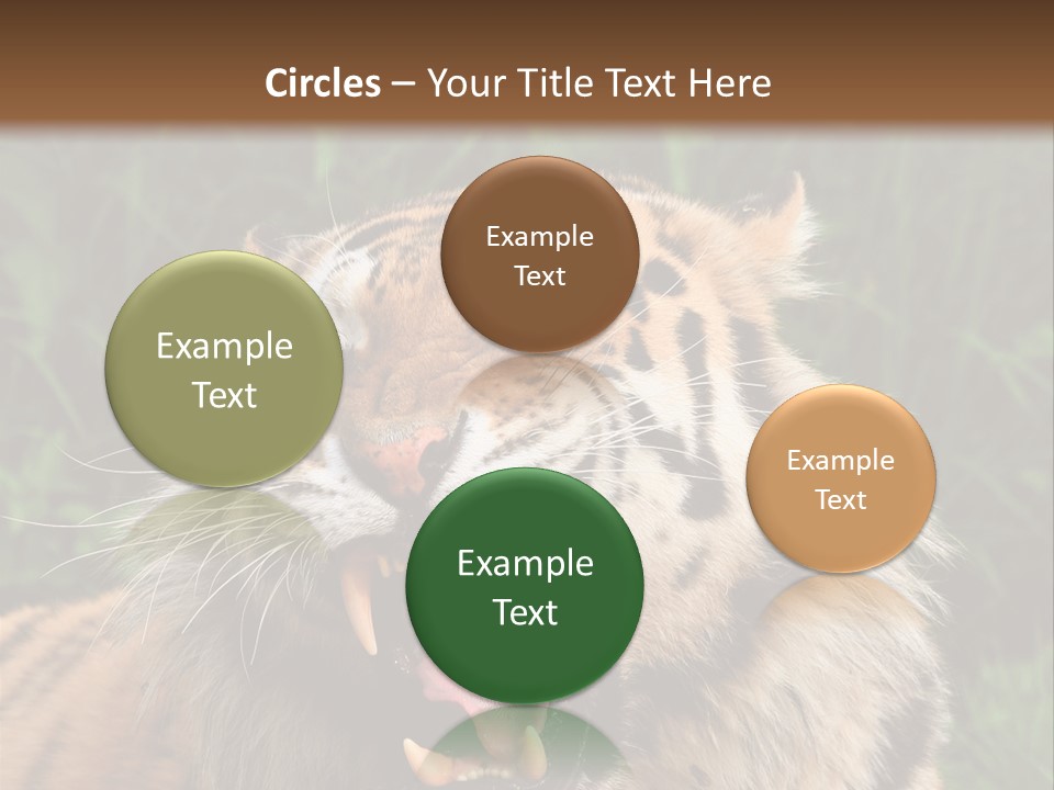 A Tiger With Its Mouth Open And It's Mouth Wide Open PowerPoint Template