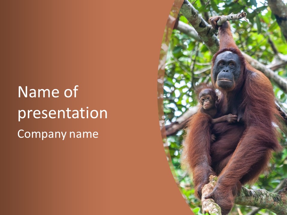 A Baby Oranguel Hanging From A Tree With Its Mother PowerPoint Template