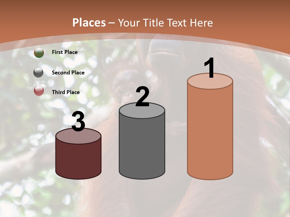 A Baby Oranguel Hanging From A Tree With Its Mother PowerPoint Template