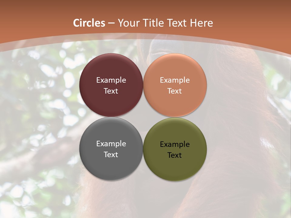 A Baby Oranguel Hanging From A Tree With Its Mother PowerPoint Template