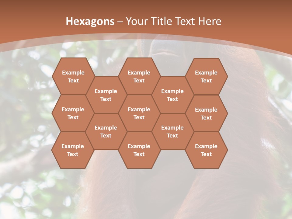 A Baby Oranguel Hanging From A Tree With Its Mother PowerPoint Template