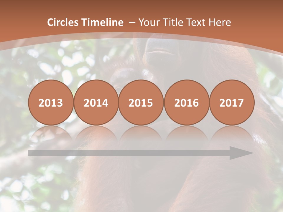 A Baby Oranguel Hanging From A Tree With Its Mother PowerPoint Template