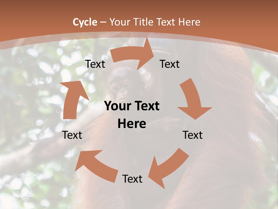 A Baby Oranguel Hanging From A Tree With Its Mother PowerPoint Template