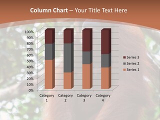 A Baby Oranguel Hanging From A Tree With Its Mother PowerPoint Template