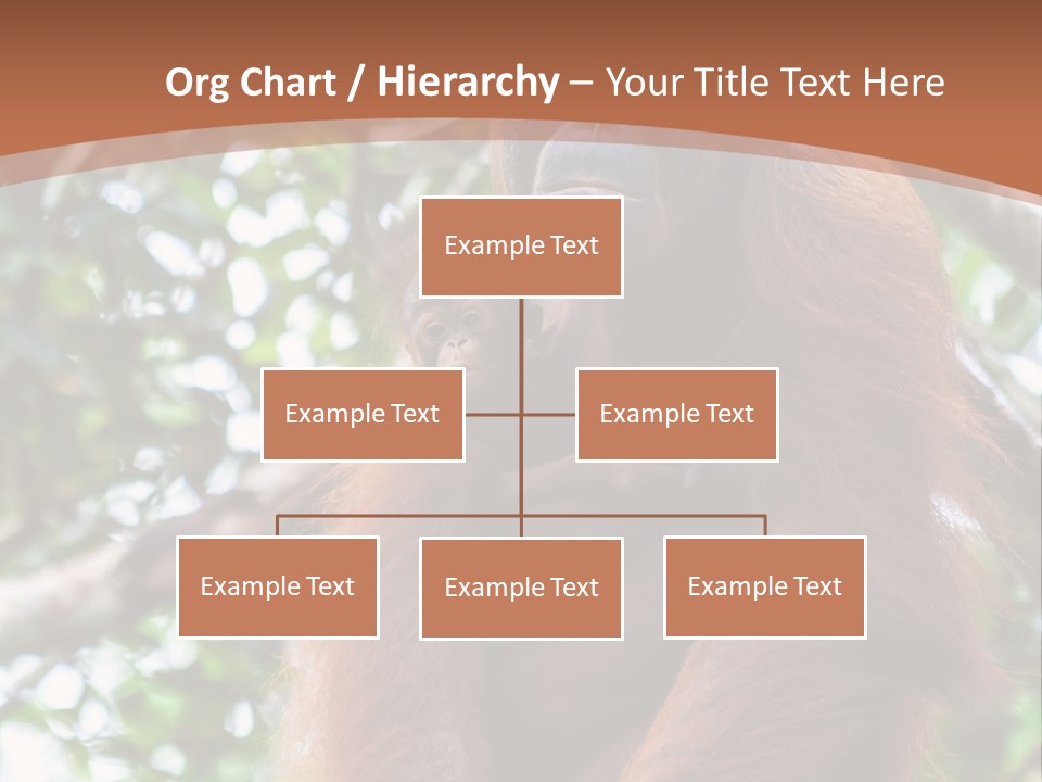 A Baby Oranguel Hanging From A Tree With Its Mother PowerPoint Template