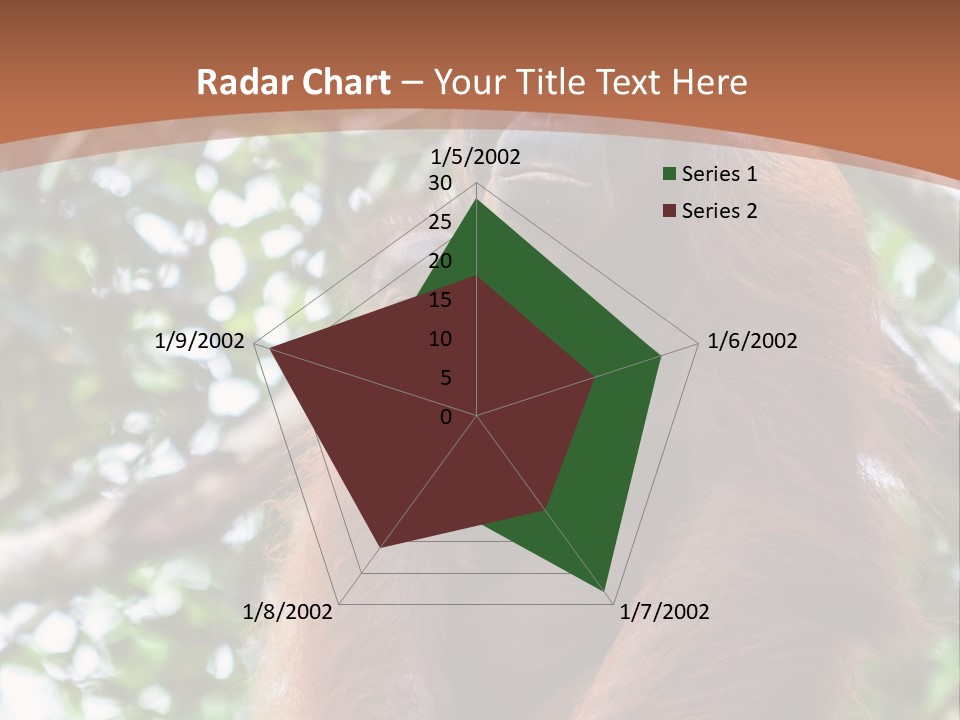 A Baby Oranguel Hanging From A Tree With Its Mother PowerPoint Template