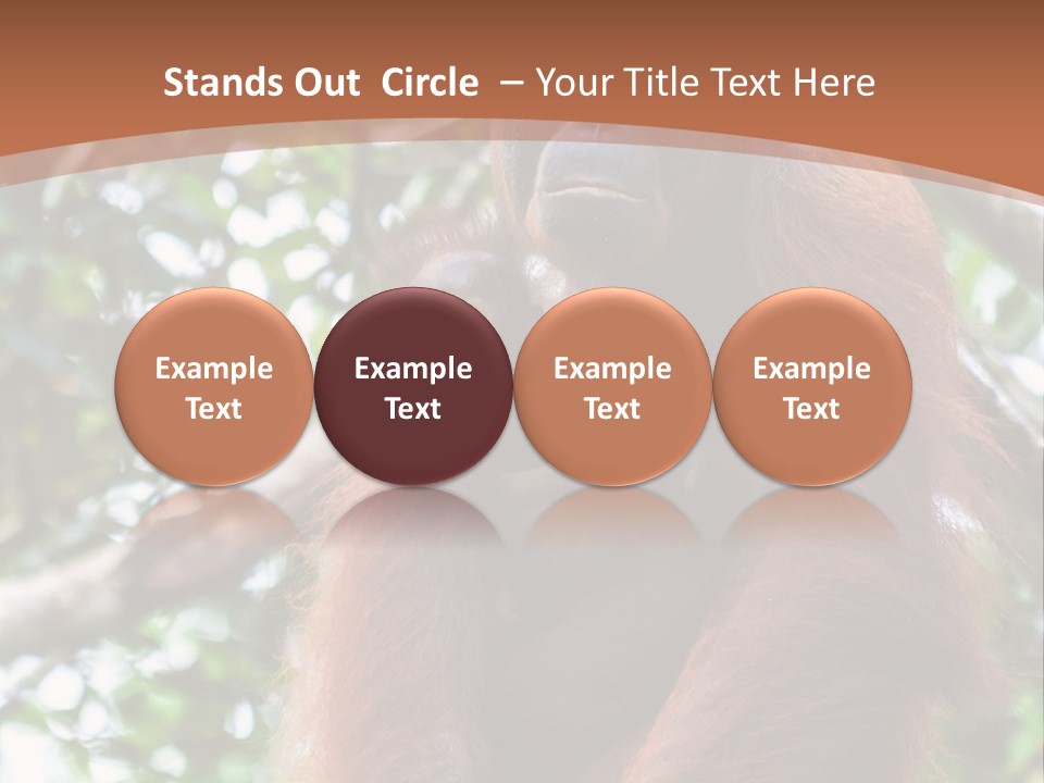 A Baby Oranguel Hanging From A Tree With Its Mother PowerPoint Template