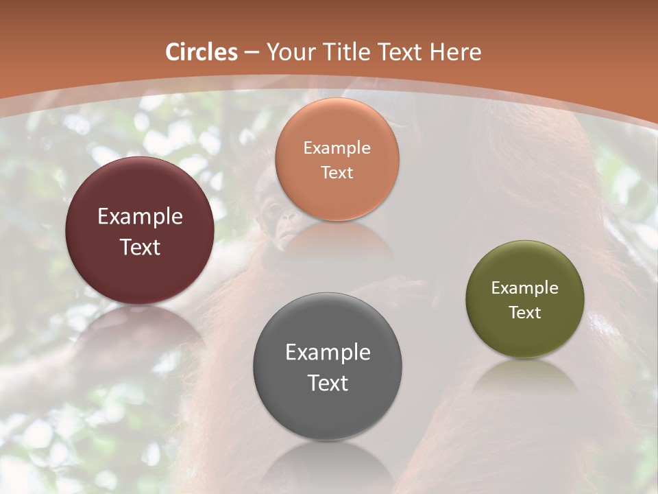 A Baby Oranguel Hanging From A Tree With Its Mother PowerPoint Template