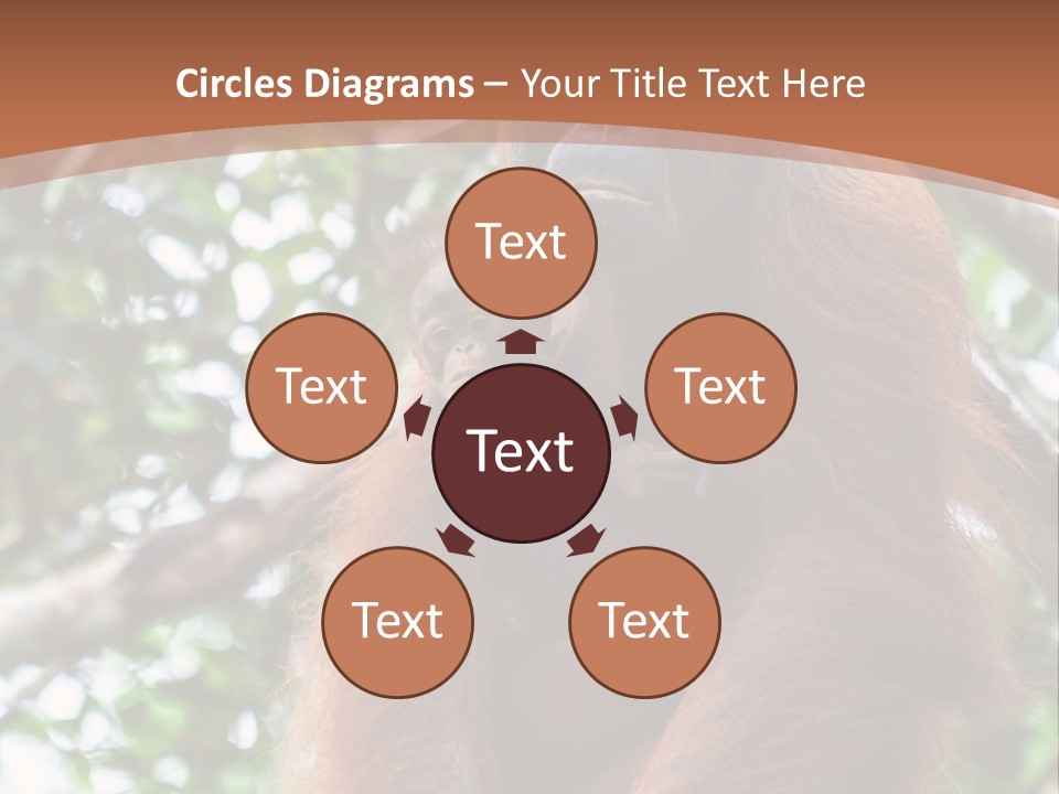 A Baby Oranguel Hanging From A Tree With Its Mother PowerPoint Template