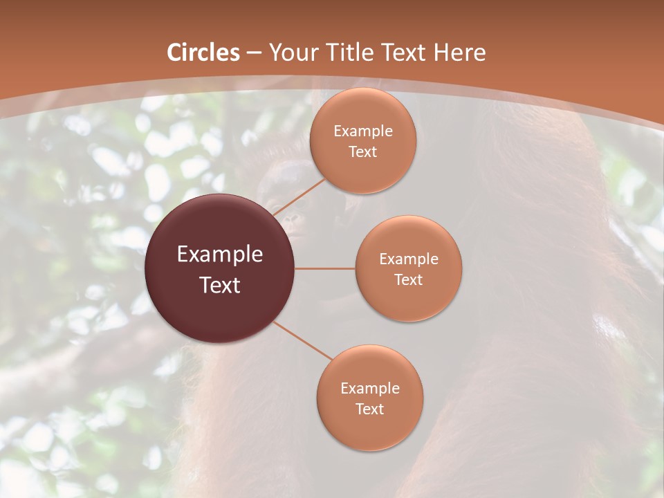 A Baby Oranguel Hanging From A Tree With Its Mother PowerPoint Template