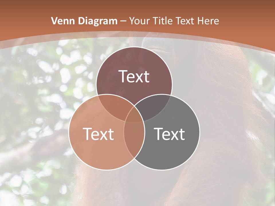 A Baby Oranguel Hanging From A Tree With Its Mother PowerPoint Template