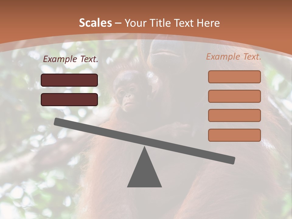 A Baby Oranguel Hanging From A Tree With Its Mother PowerPoint Template