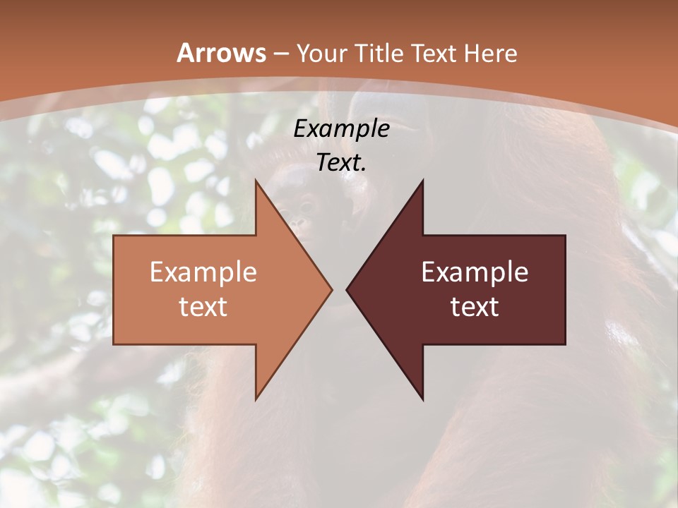 A Baby Oranguel Hanging From A Tree With Its Mother PowerPoint Template