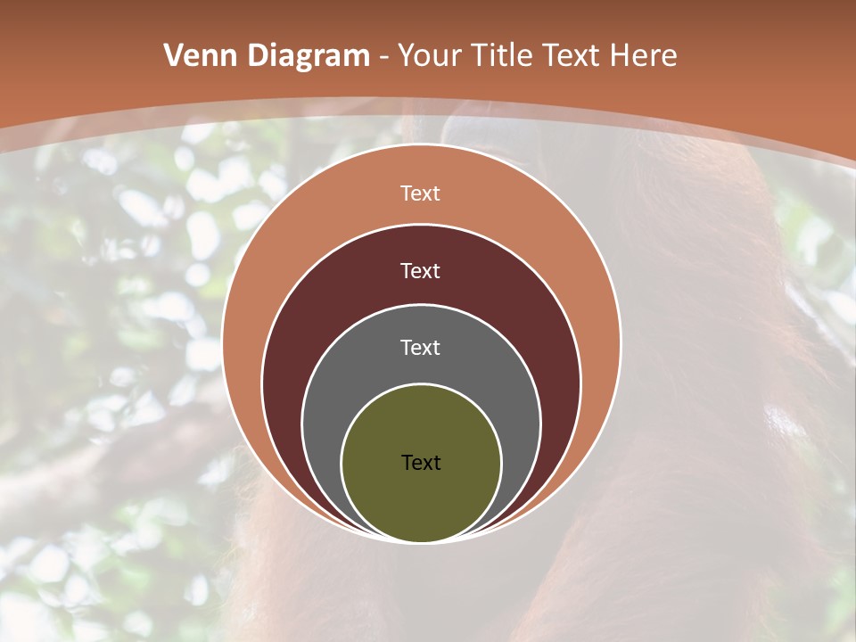 A Baby Oranguel Hanging From A Tree With Its Mother PowerPoint Template