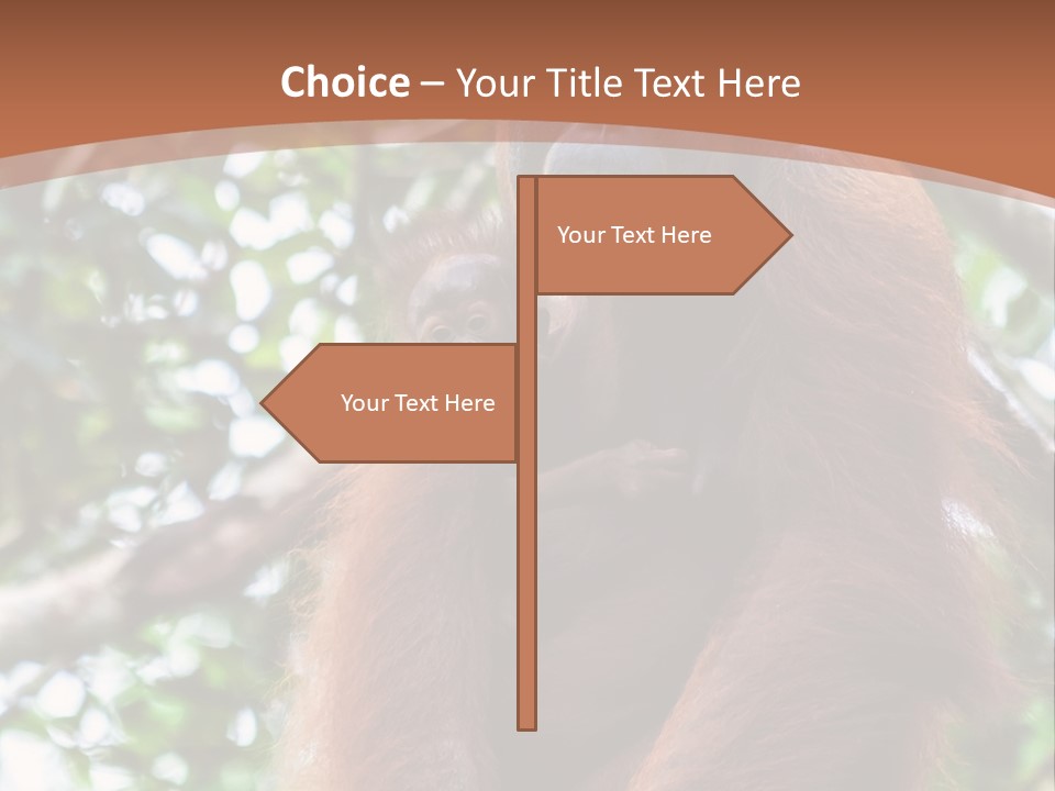 A Baby Oranguel Hanging From A Tree With Its Mother PowerPoint Template