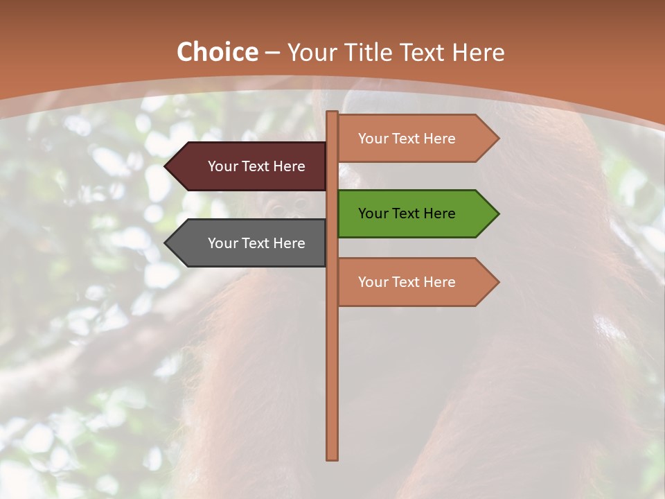 A Baby Oranguel Hanging From A Tree With Its Mother PowerPoint Template