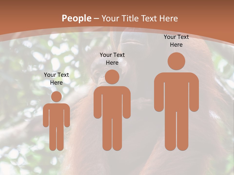 A Baby Oranguel Hanging From A Tree With Its Mother PowerPoint Template