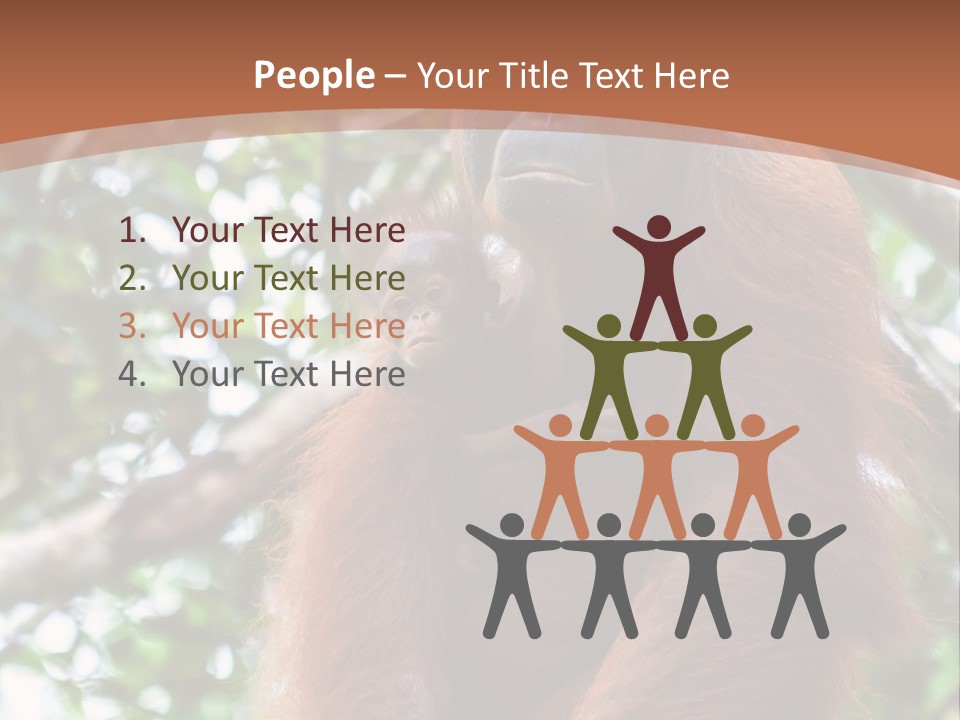 A Baby Oranguel Hanging From A Tree With Its Mother PowerPoint Template