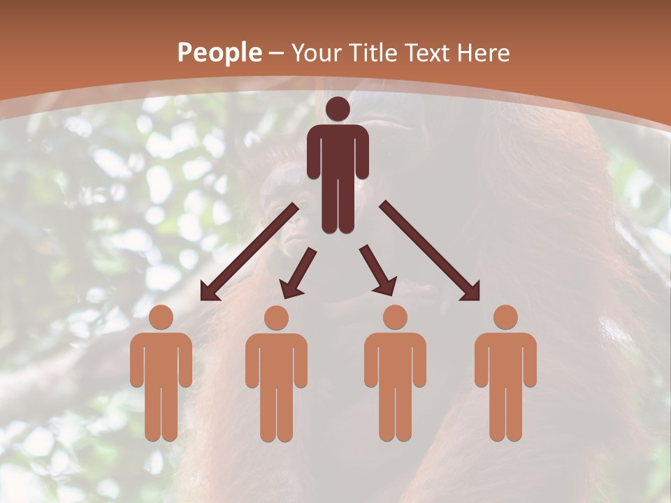 A Baby Oranguel Hanging From A Tree With Its Mother PowerPoint Template