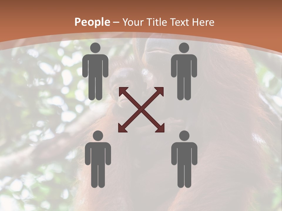 A Baby Oranguel Hanging From A Tree With Its Mother PowerPoint Template