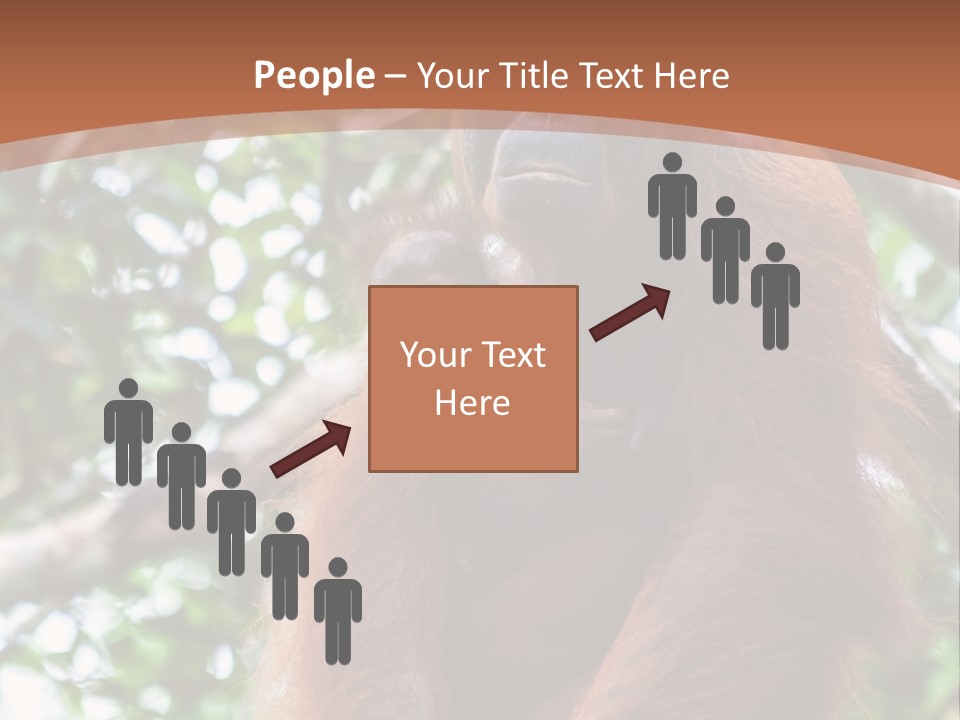 A Baby Oranguel Hanging From A Tree With Its Mother PowerPoint Template