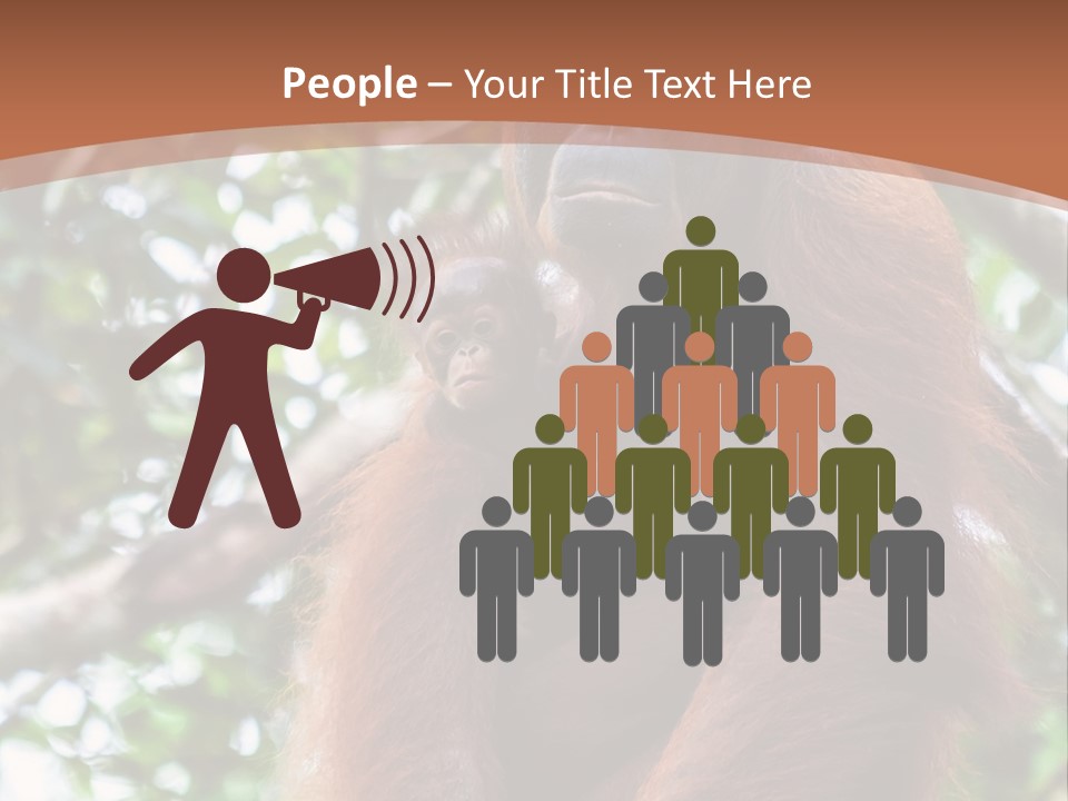 A Baby Oranguel Hanging From A Tree With Its Mother PowerPoint Template