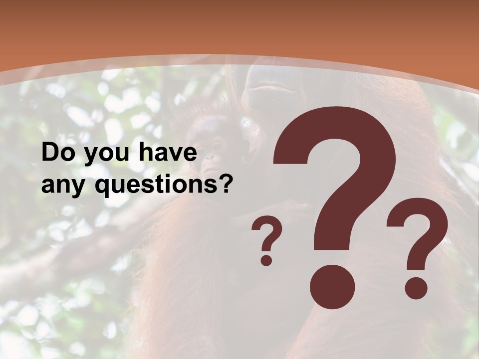 A Baby Oranguel Hanging From A Tree With Its Mother PowerPoint Template