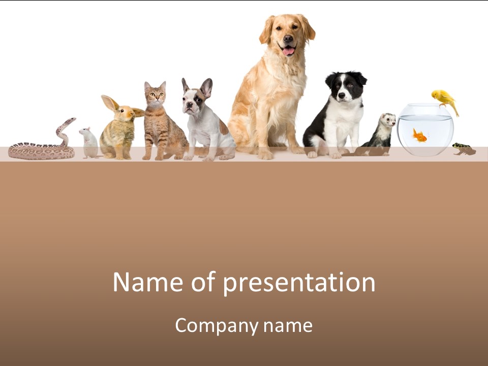 A Group Of Dogs And Cats Sitting In Front Of A Fish Bowl PowerPoint Template