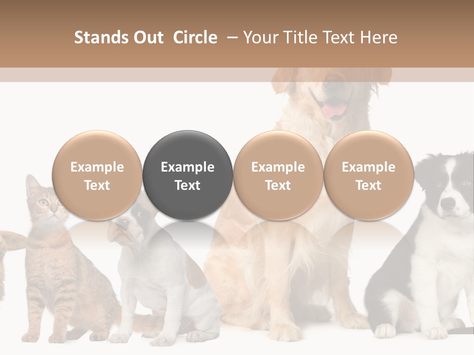 A Group Of Dogs And Cats Sitting In Front Of A Fish Bowl PowerPoint Template