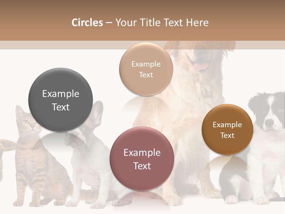 A Group Of Dogs And Cats Sitting In Front Of A Fish Bowl PowerPoint Template