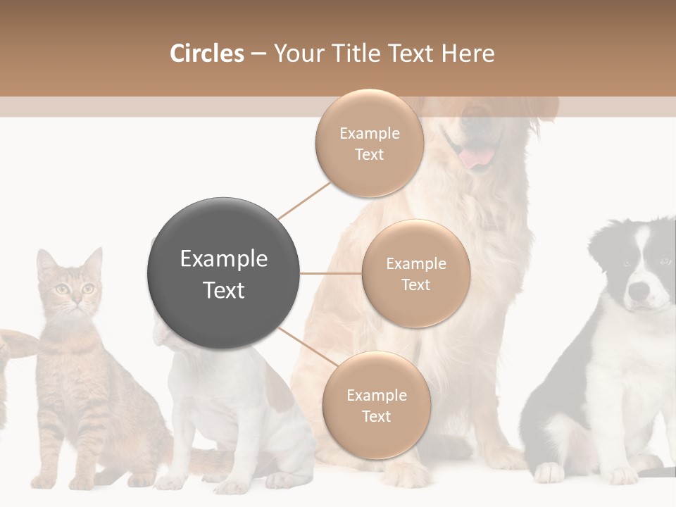 A Group Of Dogs And Cats Sitting In Front Of A Fish Bowl PowerPoint Template