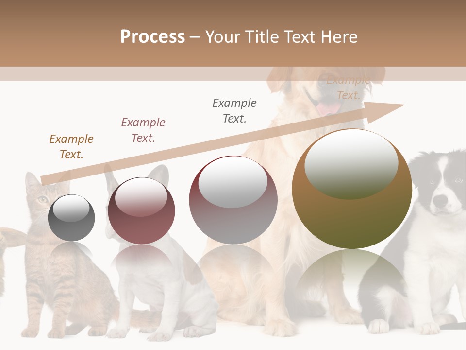 A Group Of Dogs And Cats Sitting In Front Of A Fish Bowl PowerPoint Template
