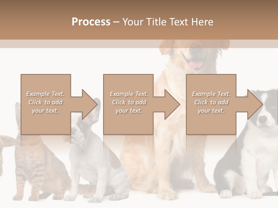 A Group Of Dogs And Cats Sitting In Front Of A Fish Bowl PowerPoint Template