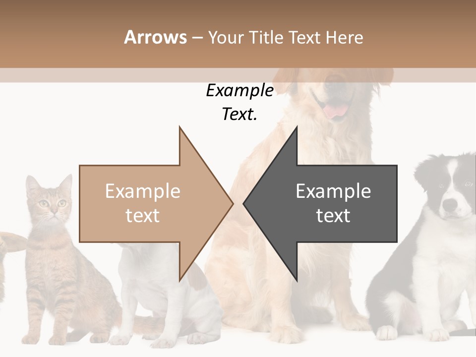 A Group Of Dogs And Cats Sitting In Front Of A Fish Bowl PowerPoint Template