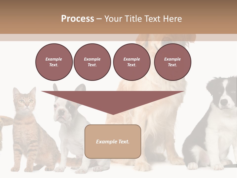 A Group Of Dogs And Cats Sitting In Front Of A Fish Bowl PowerPoint Template