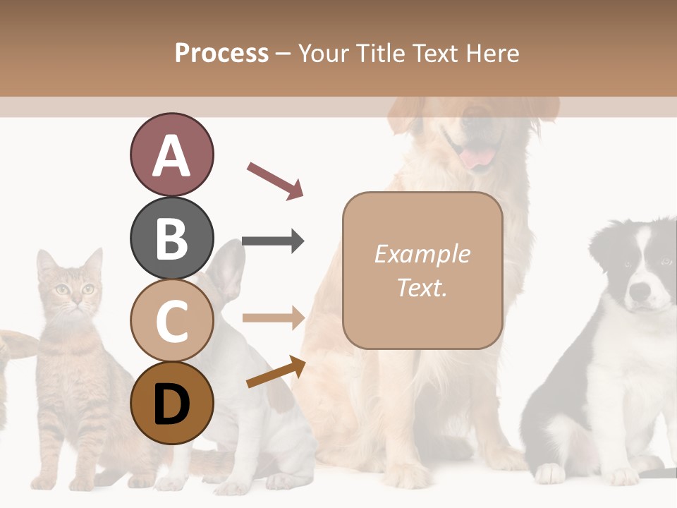 A Group Of Dogs And Cats Sitting In Front Of A Fish Bowl PowerPoint Template